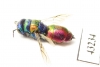 Chrysididae sp.  Kazakhstan - INSECTS-STORE.RU