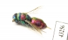 Chrysididae sp.  Kazakhstan - INSECTS-STORE.RU