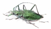 Psalidognathus friendi, female  Colombia 62(68) mm - INSECTS-STORE.RU
