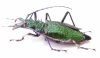 Psalidognathus friendi, female  Colombia 66(79) mm - INSECTS-STORE.RU