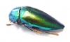 Sternocera aequisignata  Thailand - INSECTS-STORE.RU