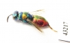 Chrysididae sp.  Kazakhstan - INSECTS-STORE.RU