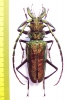 Psalidognathus friendi, male  Colombia 71mm  - INSECTS-STORE.RU