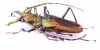 Psalidognathus friendi, male  Colombia 71mm  - INSECTS-STORE.RU