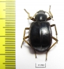 Dichta cubica  South Africa Rep. - INSECTS-STORE.RU