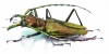 Psalidognathus friendi, male  Colombia 77mm  - INSECTS-STORE.RU