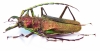 Psalidognathus friendi, male  Colombia 78mm  - INSECTS-STORE.RU