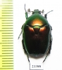 Protaetia ungarica ignisternum  Iran, Fars prov. - INSECTS-STORE.RU