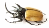 Eupatorus gracilicornis  Thailand  76mm - INSECTS-STORE.RU