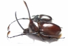 Golofa porteri?, pair Colombia  75mm - INSECTS-STORE.RU