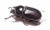 Cyphonistes sp.  South Africa Rep. - INSECTS-STORE.RU