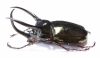 Chalcosoma atlas atlas  Indonesia, Sulawesi  85mm - INSECTS-STORE.RU