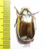 Chrysina optima  Costa Rica - INSECTS-STORE.RU