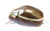 Chrysina optima  Costa Rica - INSECTS-STORE.RU