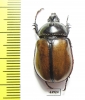 Golofa pusilla, male  Mexico - INSECTS-STORE.RU
