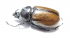 Golofa pusilla, male  Mexico - INSECTS-STORE.RU