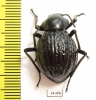 Tenebrionidae sp.  South Africa Rep. - INSECTS-STORE.RU
