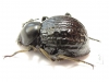 Tenebrionidae sp.  South Africa Rep. - INSECTS-STORE.RU