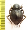 Psammodes sp.  South Africa Rep. - INSECTS-STORE.RU