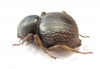Psammodes sp.  South Africa Rep. - INSECTS-STORE.RU