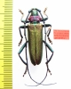 Aromia moschata malukhini, male  Russia, Astrakhan reg.  PARATYPUS - INSECTS-STORE.RU