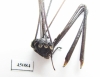 Opiliones sp.  South Africa Rep. - INSECTS-STORE.RU