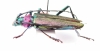 Aromia moschata malukhini, female  Russia, Astrakhan reg.  PARATYPUS - INSECTS-STORE.RU