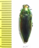 Eurythyrea eoa  Russia, Far East - INSECTS-STORE.RU