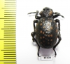 Brachycerus sp.  Zambia - INSECTS-STORE.RU