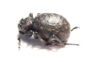 Brachycerus sp.  Zambia - INSECTS-STORE.RU