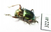 Chrysomelidae sp.  South Africa Rep. - INSECTS-STORE.RU