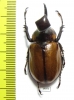 Golofa xiximeca  Mexico - INSECTS-STORE.RU