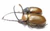 Golofa eacus, pair Colombia  58mm - INSECTS-STORE.RU
