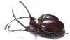 Golofa porteri?, pair Colombia  80mm - INSECTS-STORE.RU