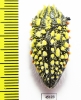 Julodis sulcicollis ssp.1  South Africa Rep. - INSECTS-STORE.RU
