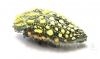 Julodis sulcicollis ssp.1  South Africa Rep. - INSECTS-STORE.RU