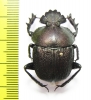 Kheper aeratus  Tanzania - INSECTS-STORE.RU