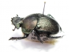 Kheper aeratus  Tanzania - INSECTS-STORE.RU