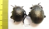Timarcha sp., pair  Morocco - INSECTS-STORE.RU