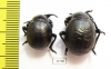 Timarcha sp., pair  Morocco - INSECTS-STORE.RU