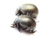 Timarcha sp., pair  Morocco - INSECTS-STORE.RU