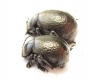Timarcha sp., pair  Morocco - INSECTS-STORE.RU