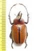 Golofa sp.  Peru  43mm - INSECTS-STORE.RU