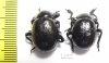 Timarcha sp., pair  Morocco - INSECTS-STORE.RU