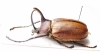 Golofa sp.  Peru  44mm - INSECTS-STORE.RU