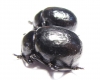 Timarcha sp., pair  Morocco - INSECTS-STORE.RU