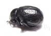 Timarcha sp.  Morocco - INSECTS-STORE.RU