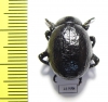 Timarcha sp.  Morocco - INSECTS-STORE.RU