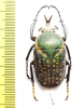 Megalorrhina harrisi procera  Congo  39mm - INSECTS-STORE.RU