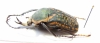 Megalorrhina harrisi procera  Congo  39mm - INSECTS-STORE.RU